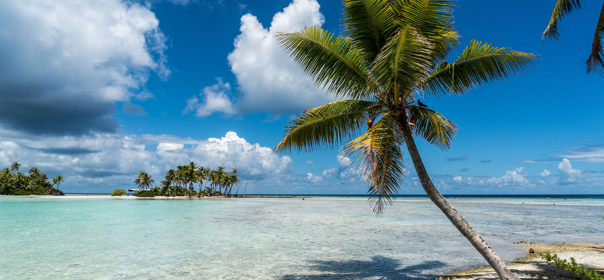 Tahiti vs bora bora palmtree.