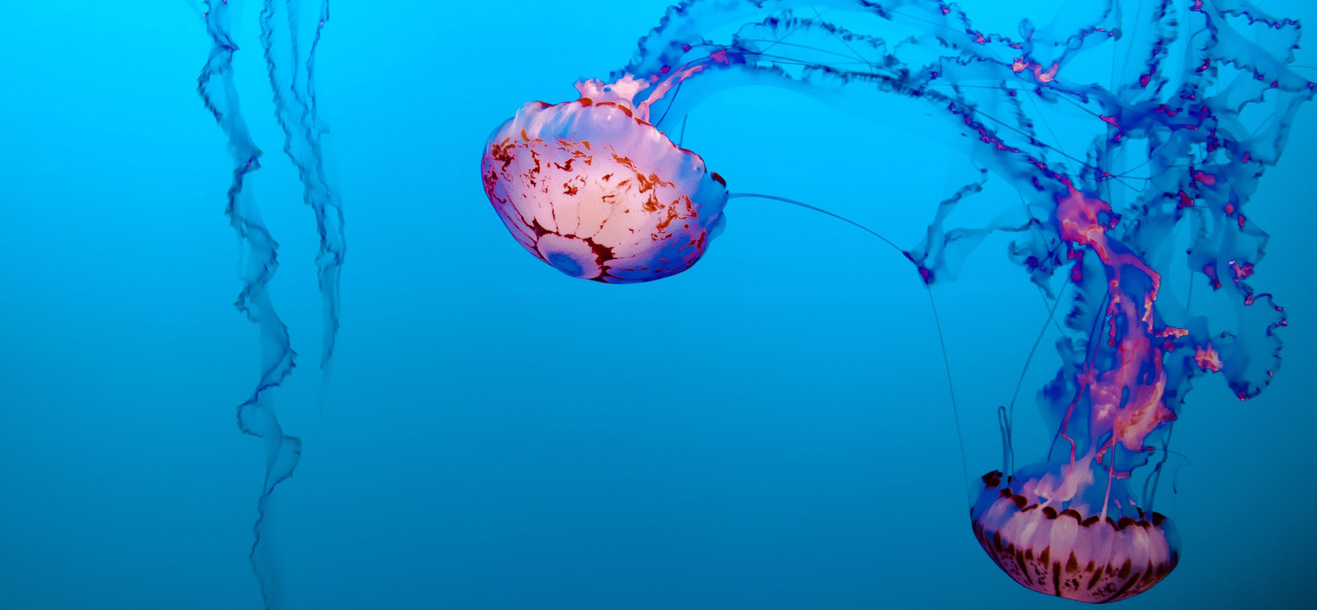 Jellyfish underwater in Texas.