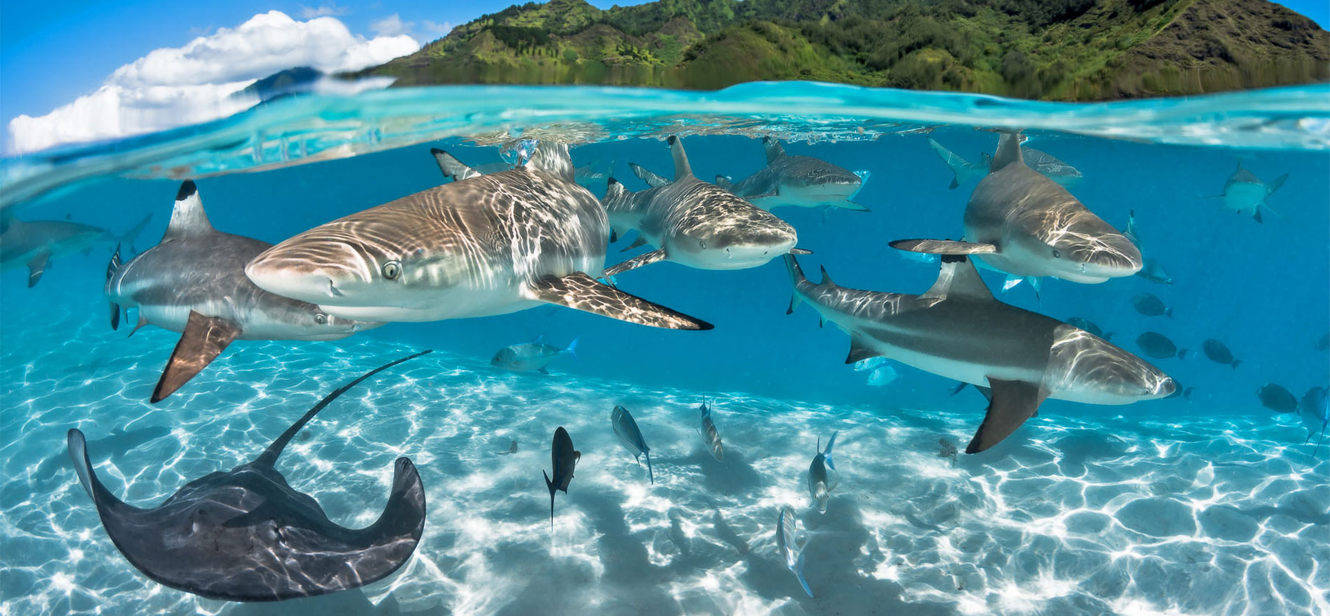 Tahiti vs bora bora sharks underwater.