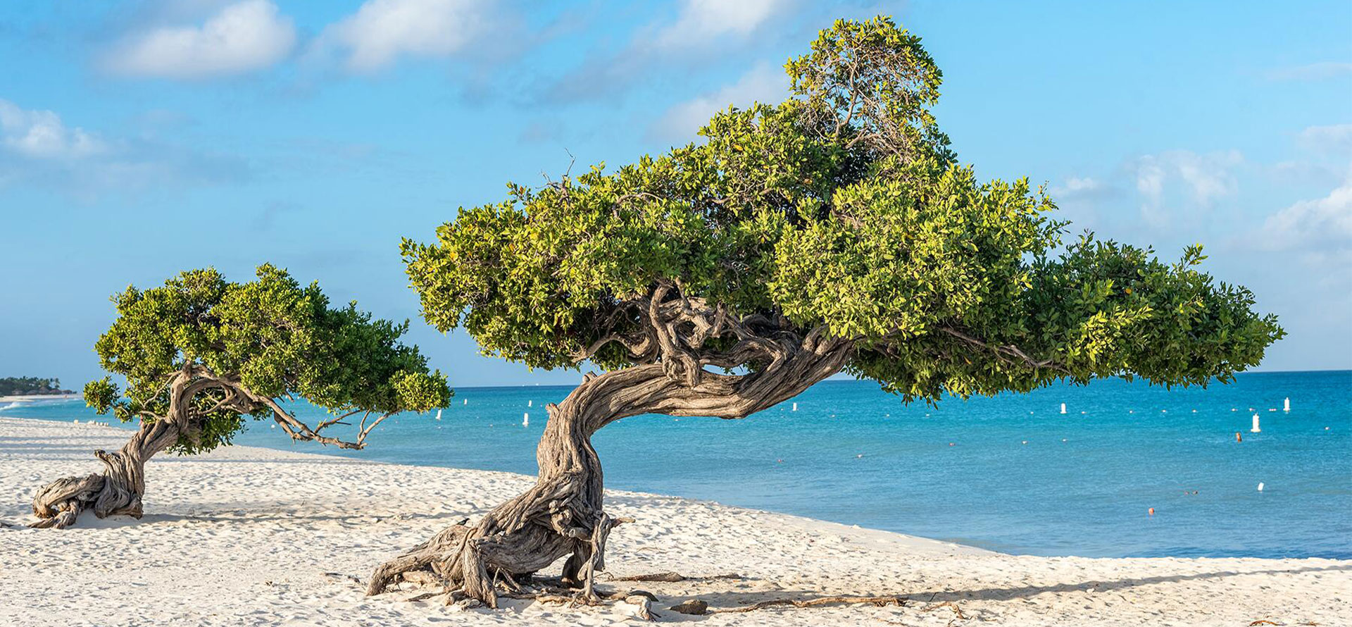 Aruba all-inclusive adults only resort beautiful tree.