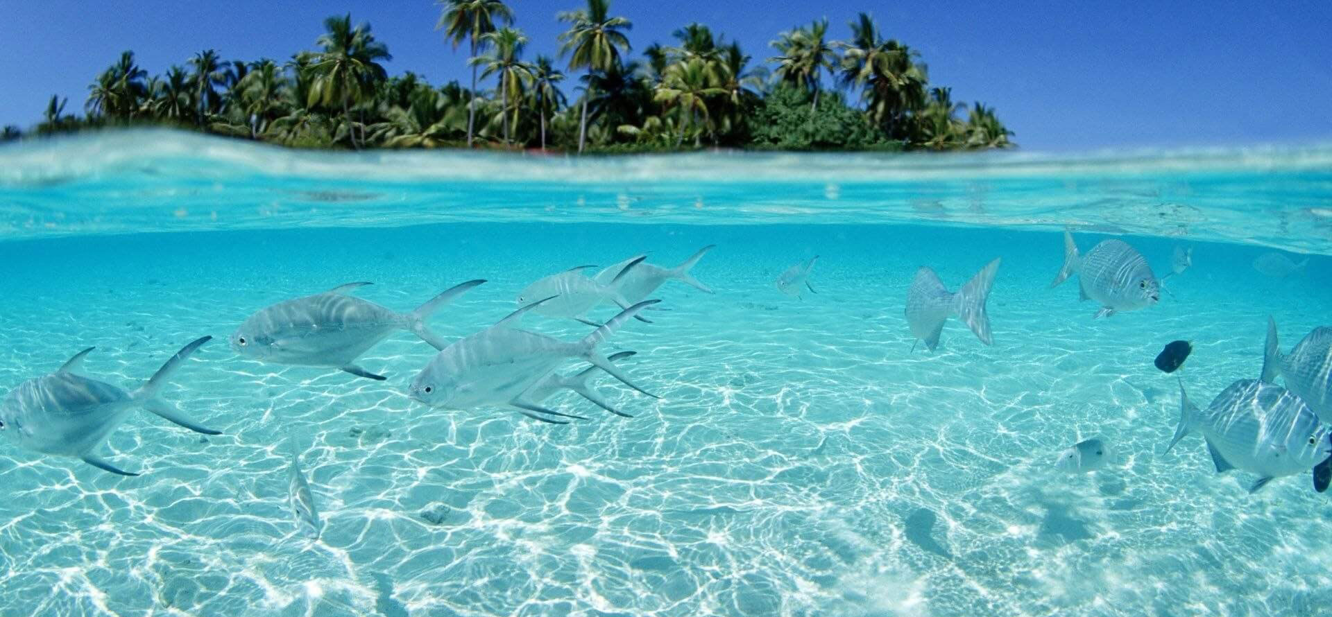 Bermuda vs bahamas underwater.