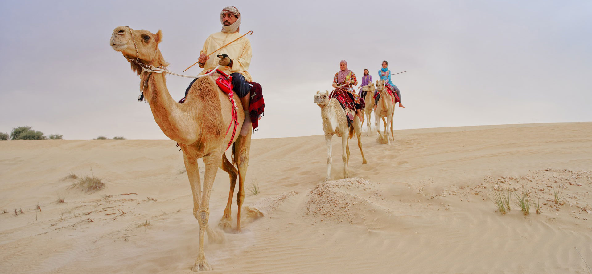 Dubai best time to visit camels.