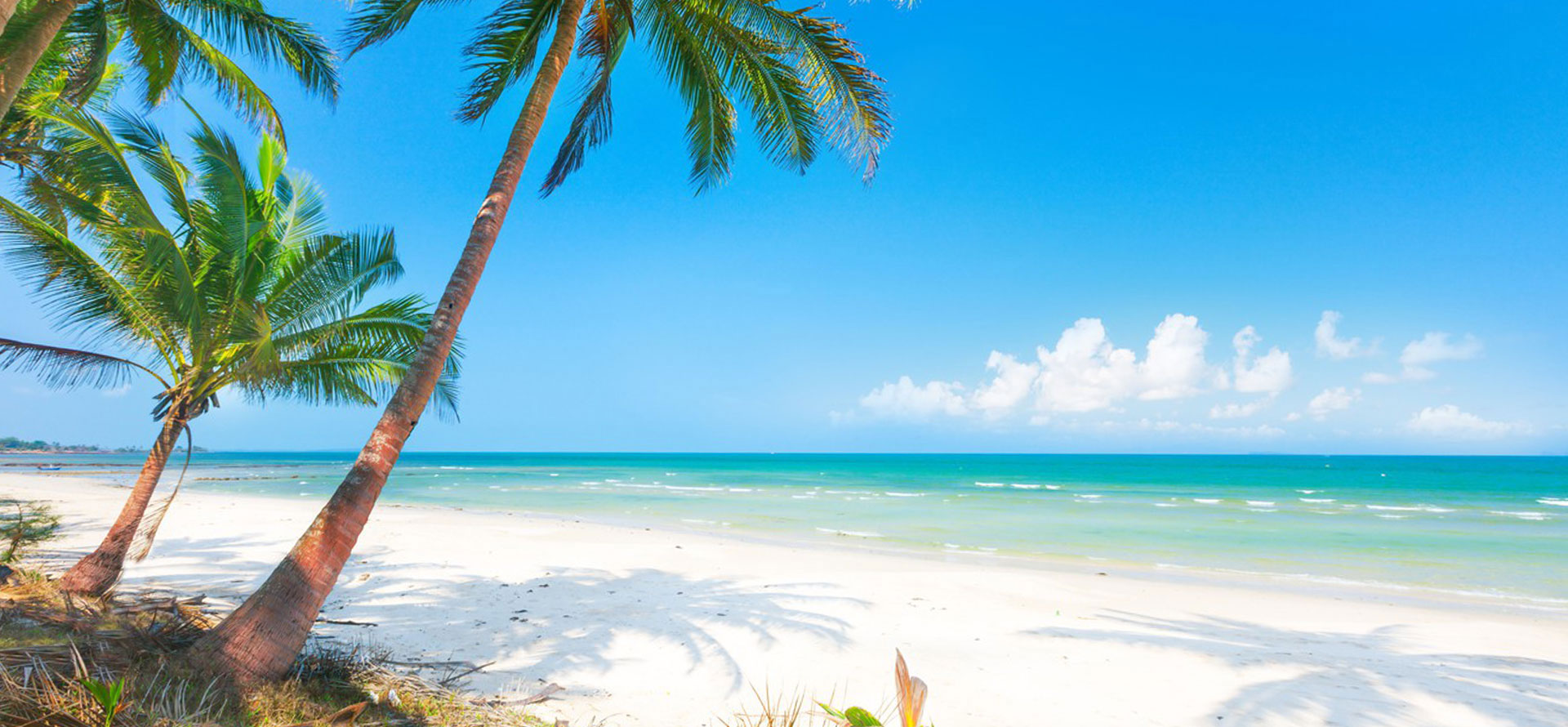 Bora bora vs fiji palmtree on beach.