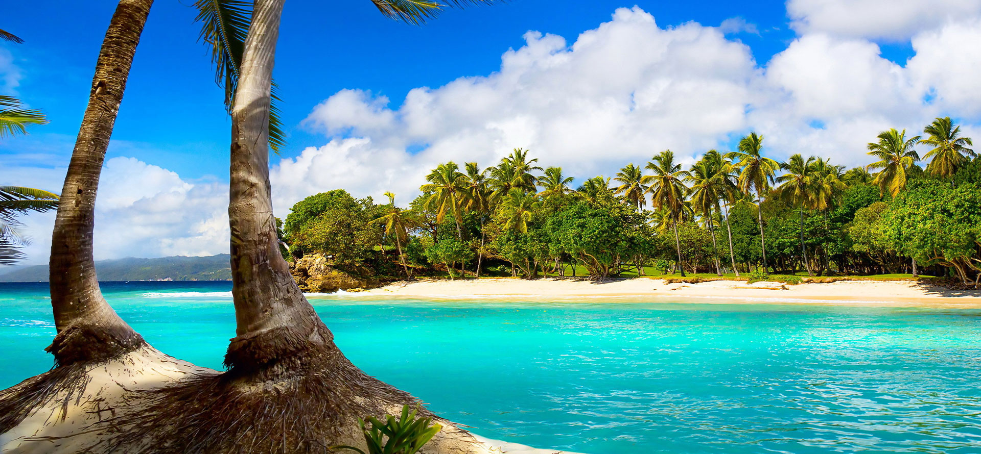 Fiji vs bali palmtree.