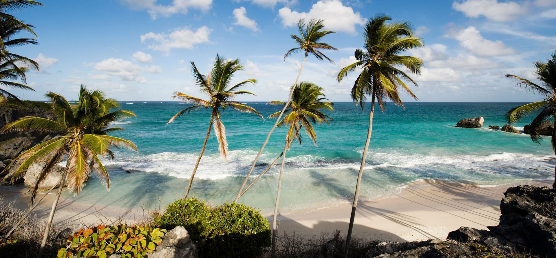 Barbados honeymoon palm tree.