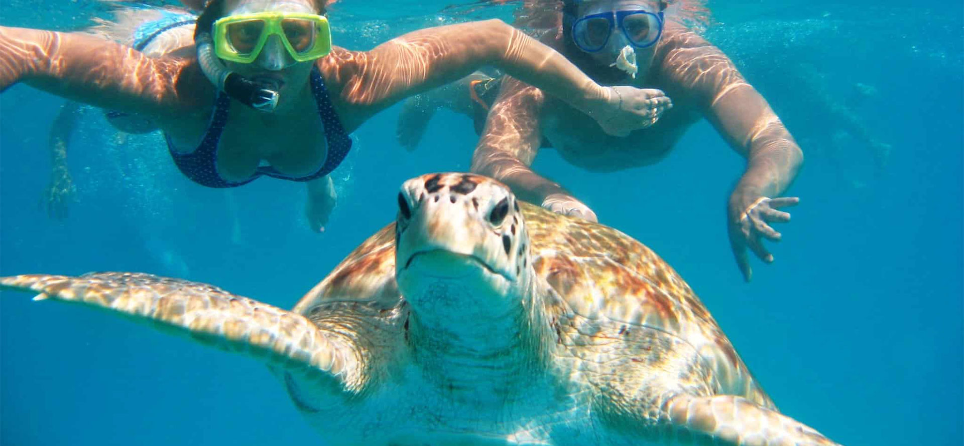 Barbados honeymoon ocean with turtles.