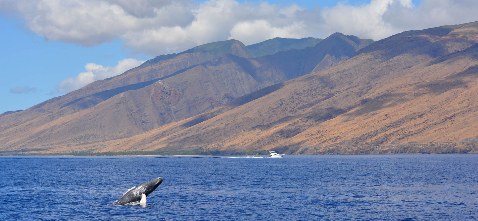 Maui honeymoon whale in ocean.