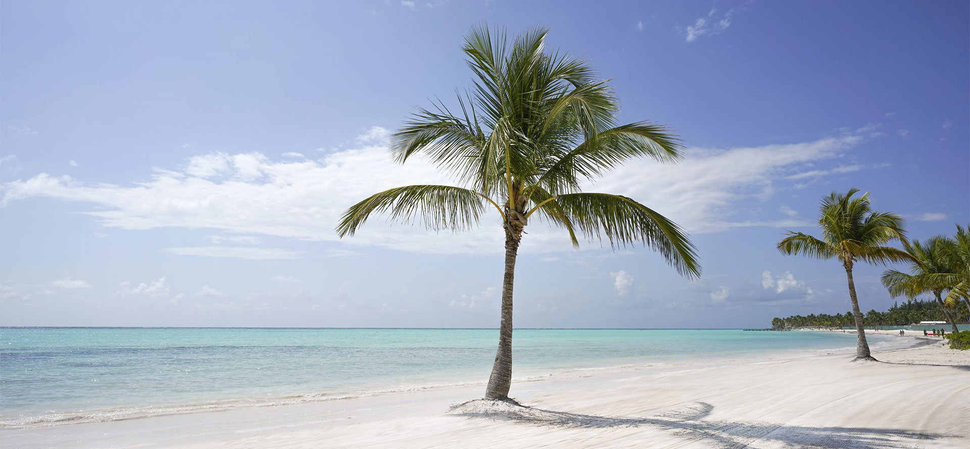 Punta cana honeymoon palm tree.