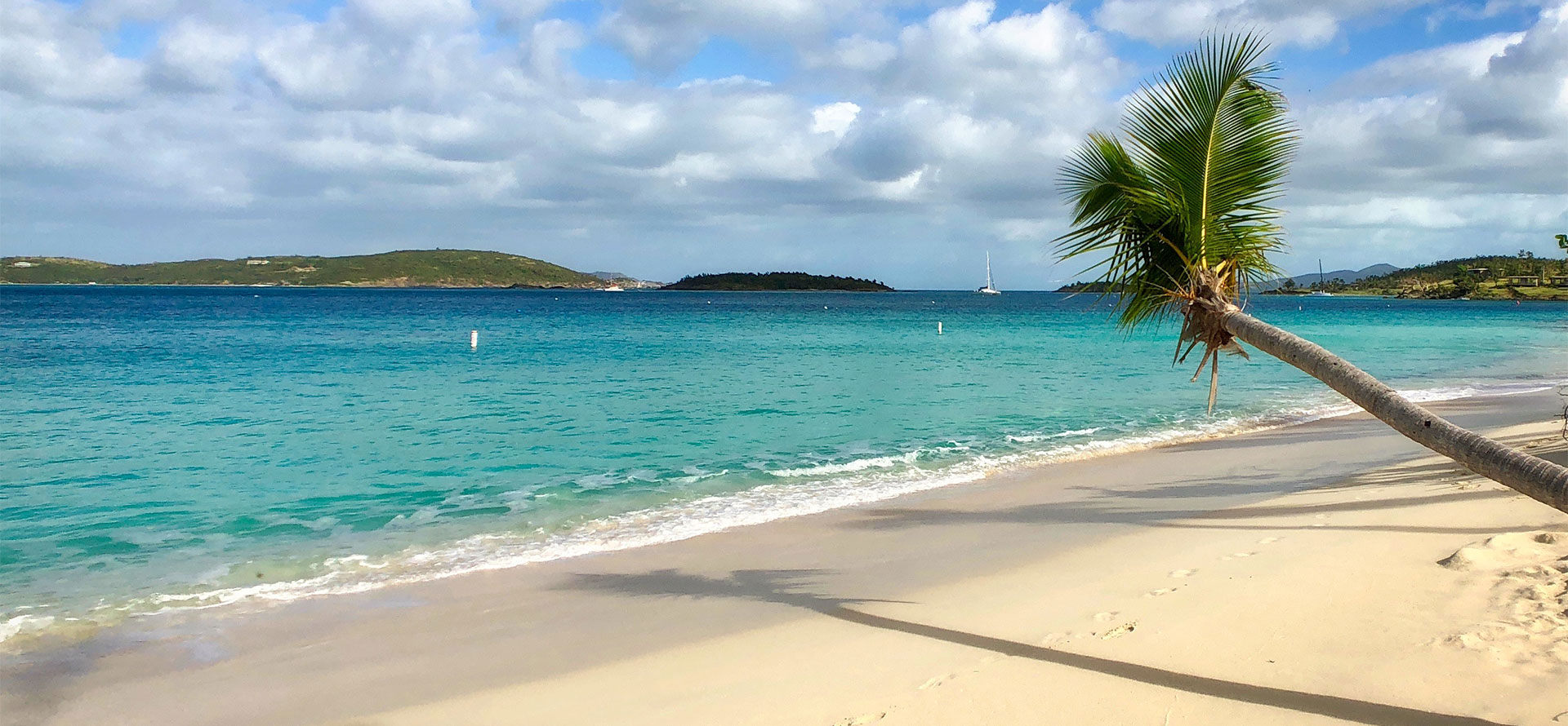 St. john honeymoon palmtree.