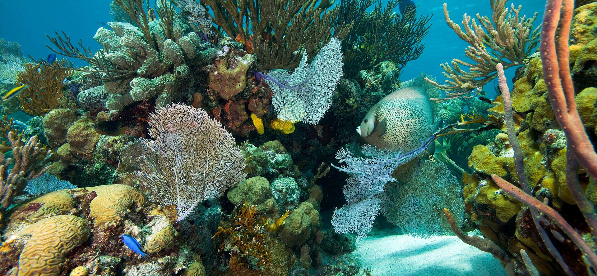 Jamaica vs bahamas underwater.