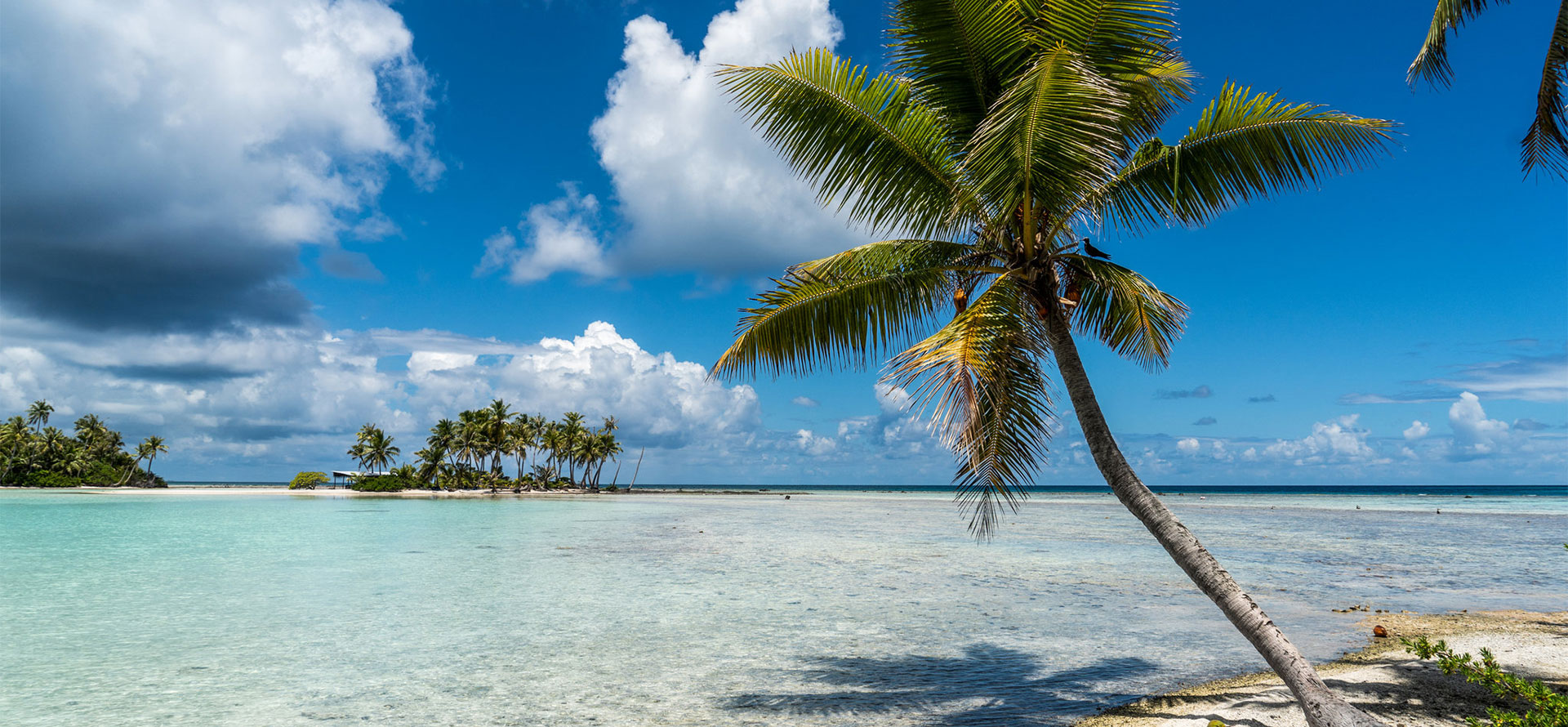 Tahiti vs hawaii palmtree.