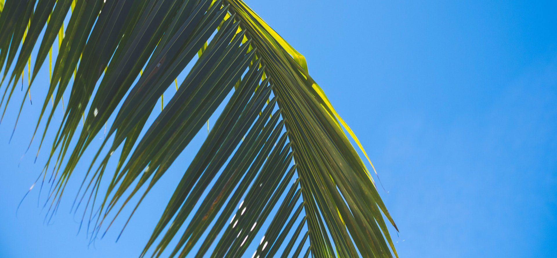 Dominican republic palmtree.