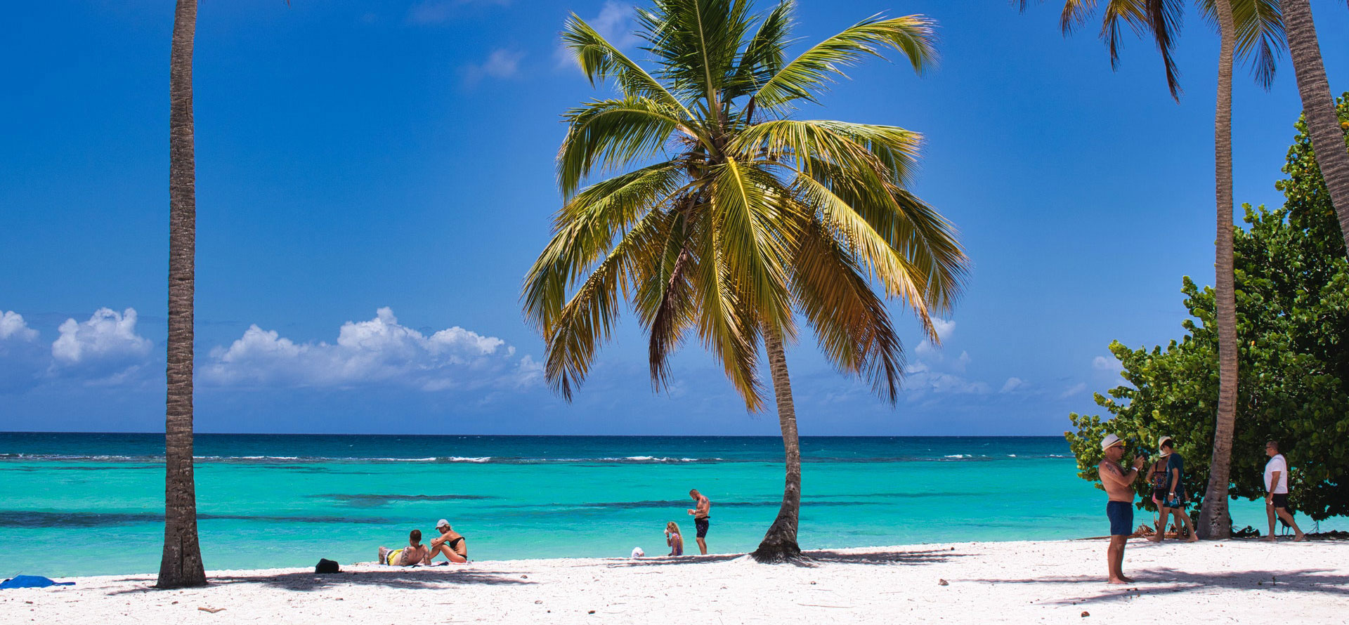 Palmtree in Barbados.