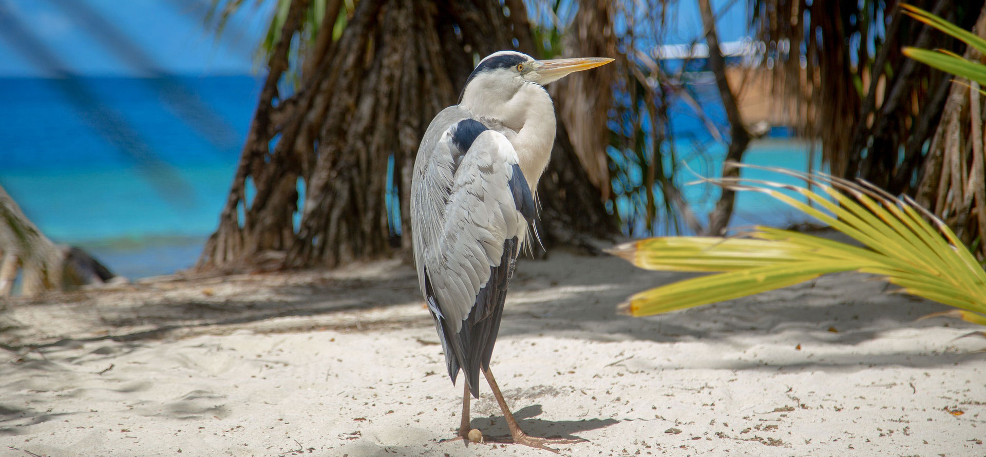 Bird in Tahiti.