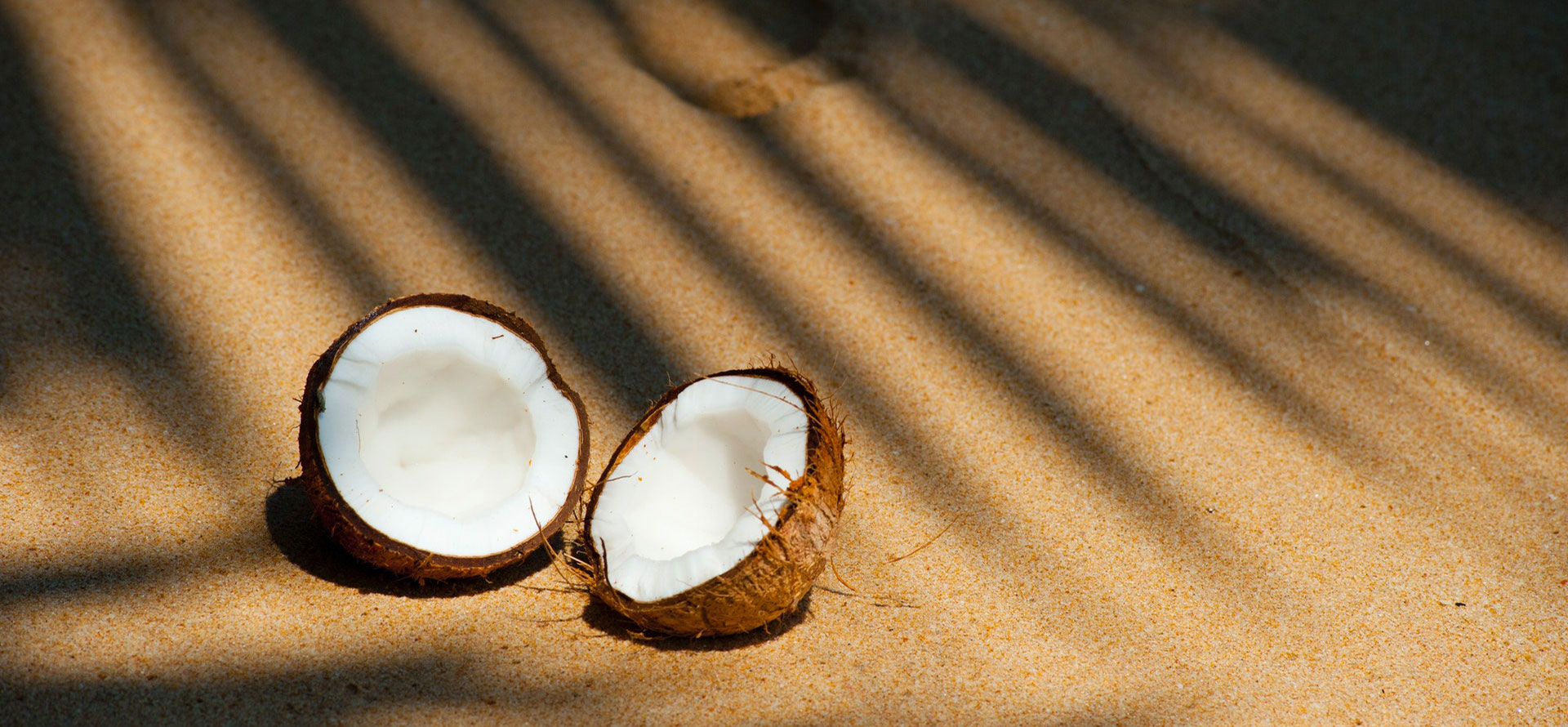 Coconut in US Virgin Islands.