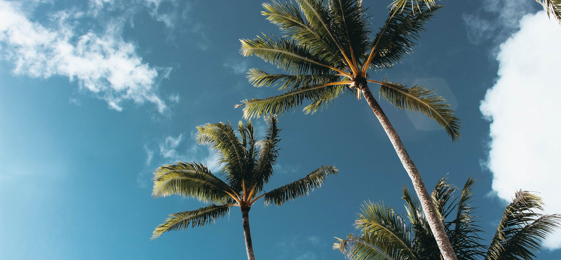 Palmtree in Fiji.