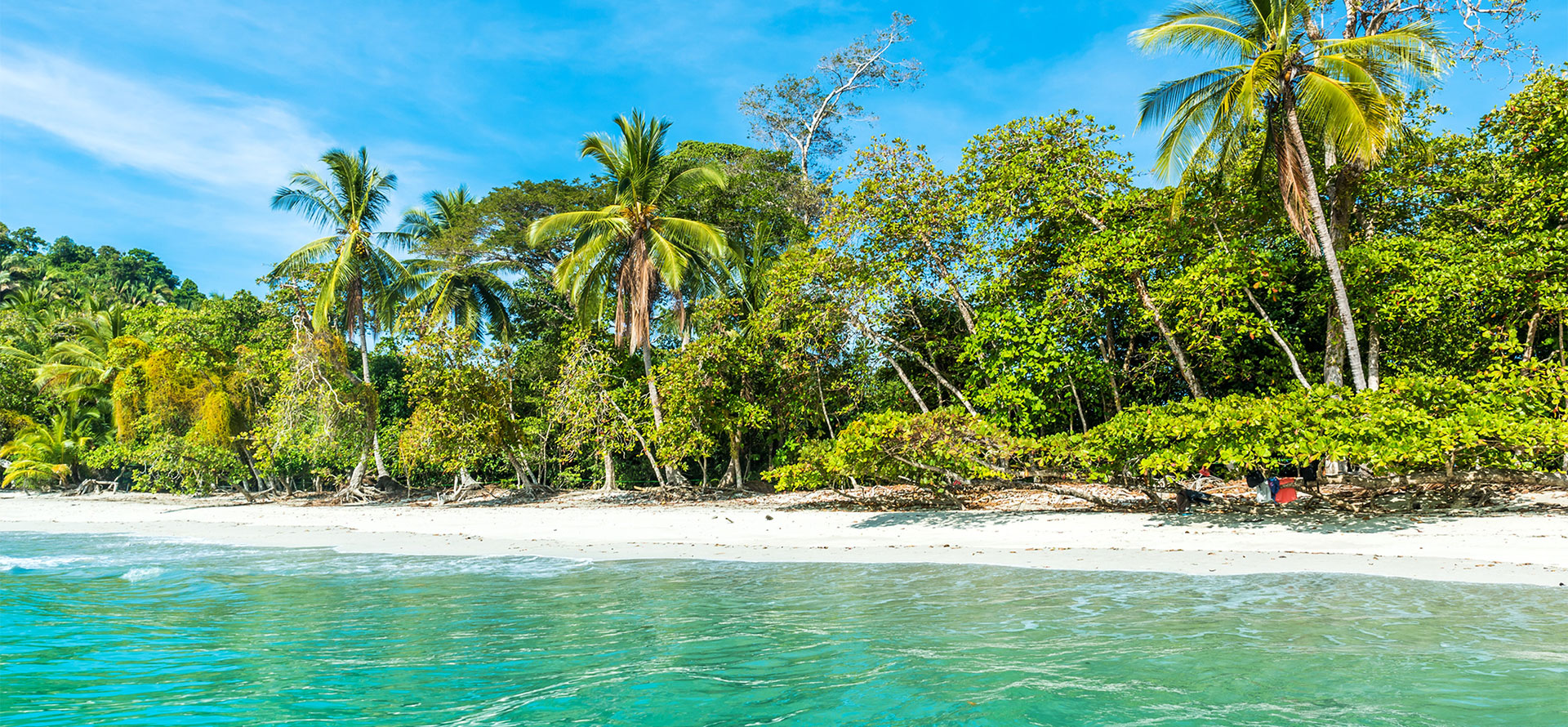 Palms in Costa Rica Beach.