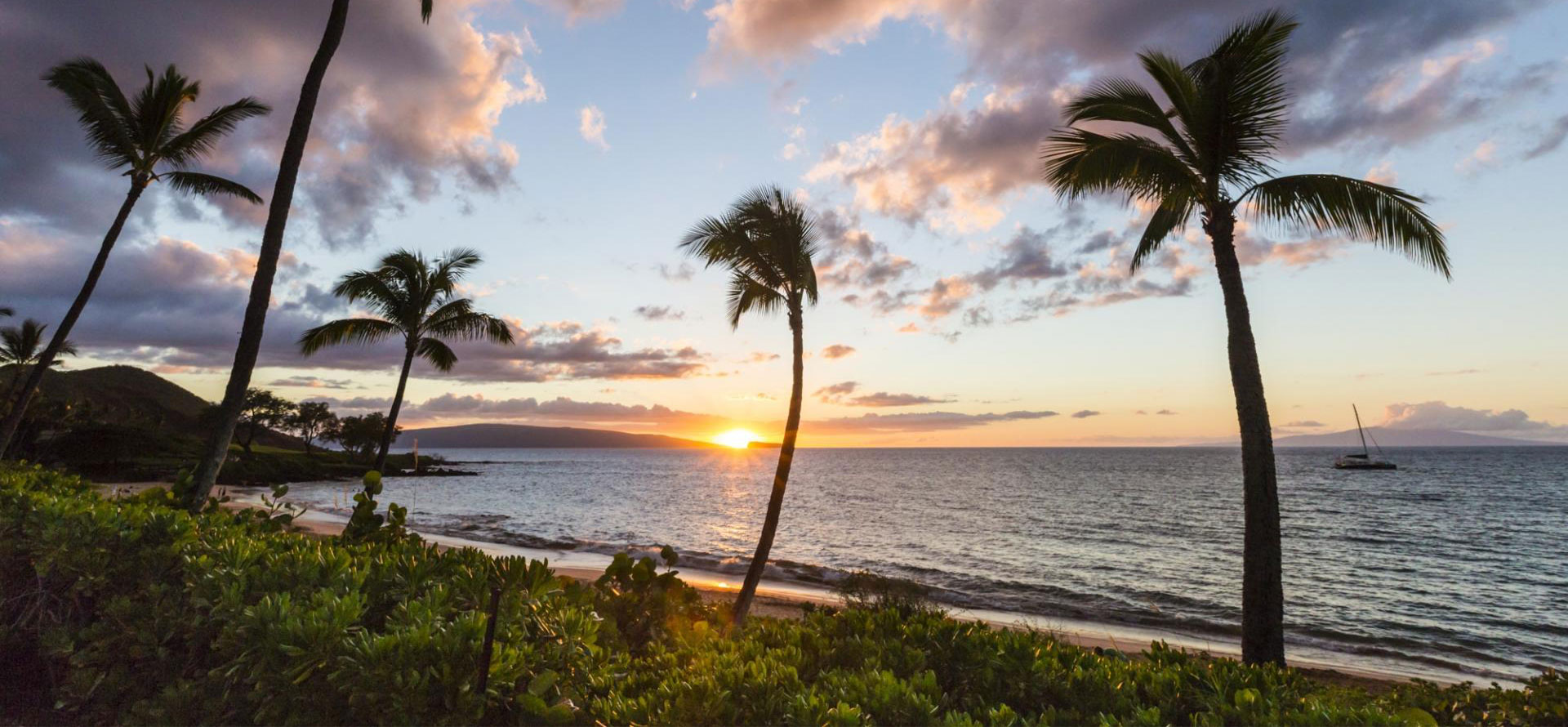 Palms on the beach in Hawaii.