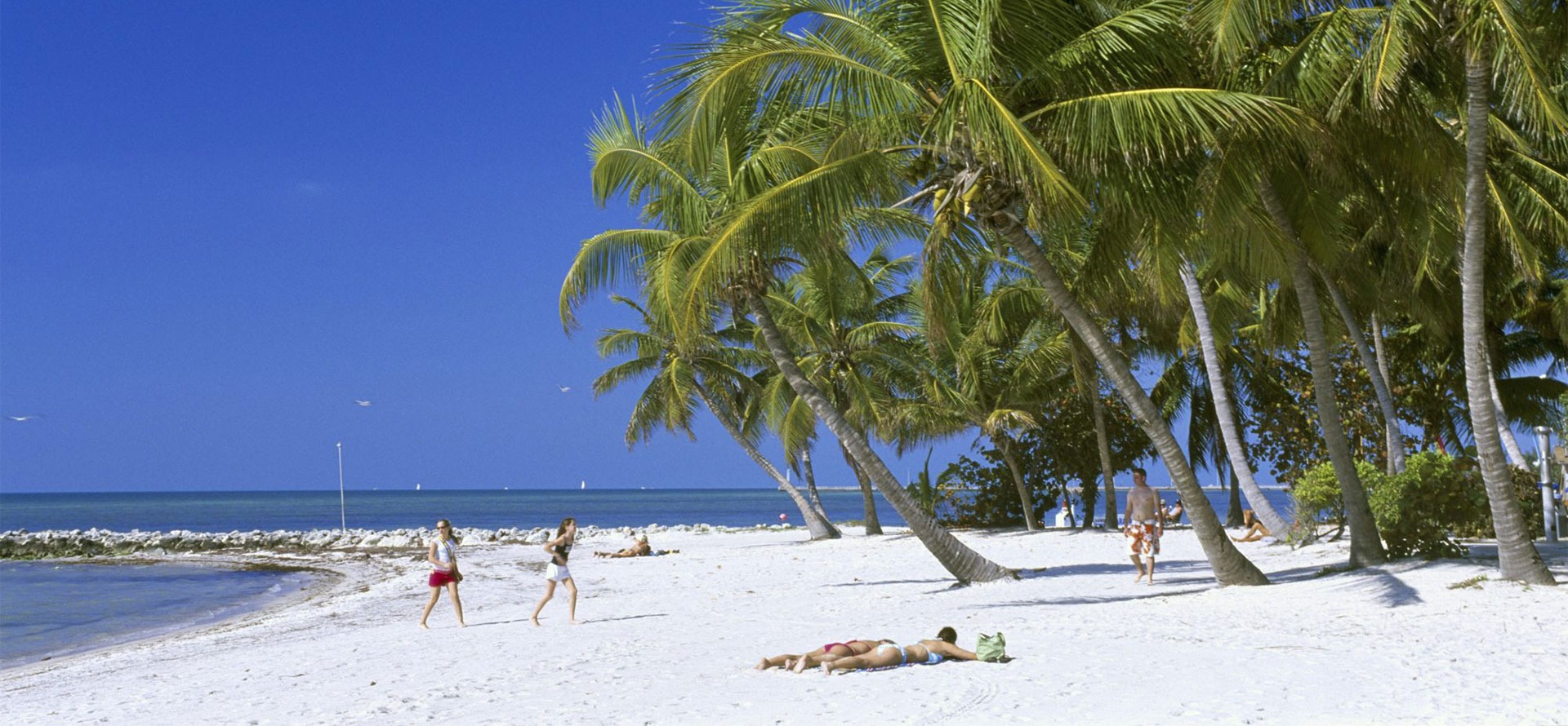 Palms in Key West.