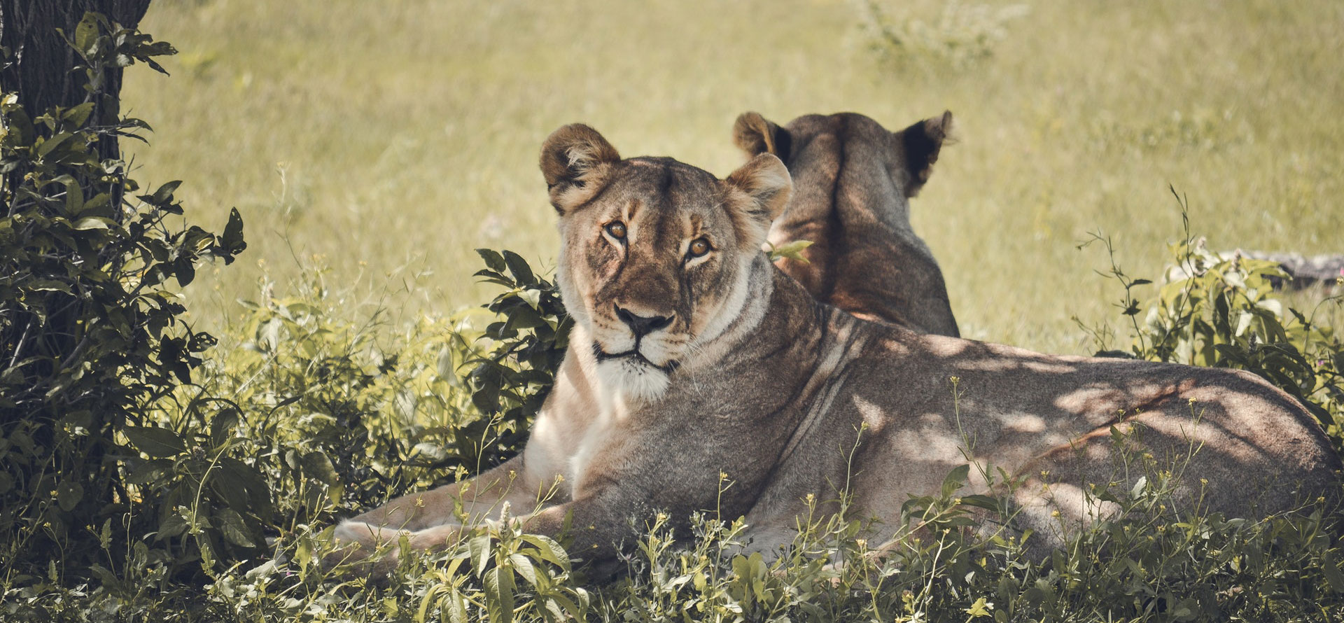 Animals in Namibia.