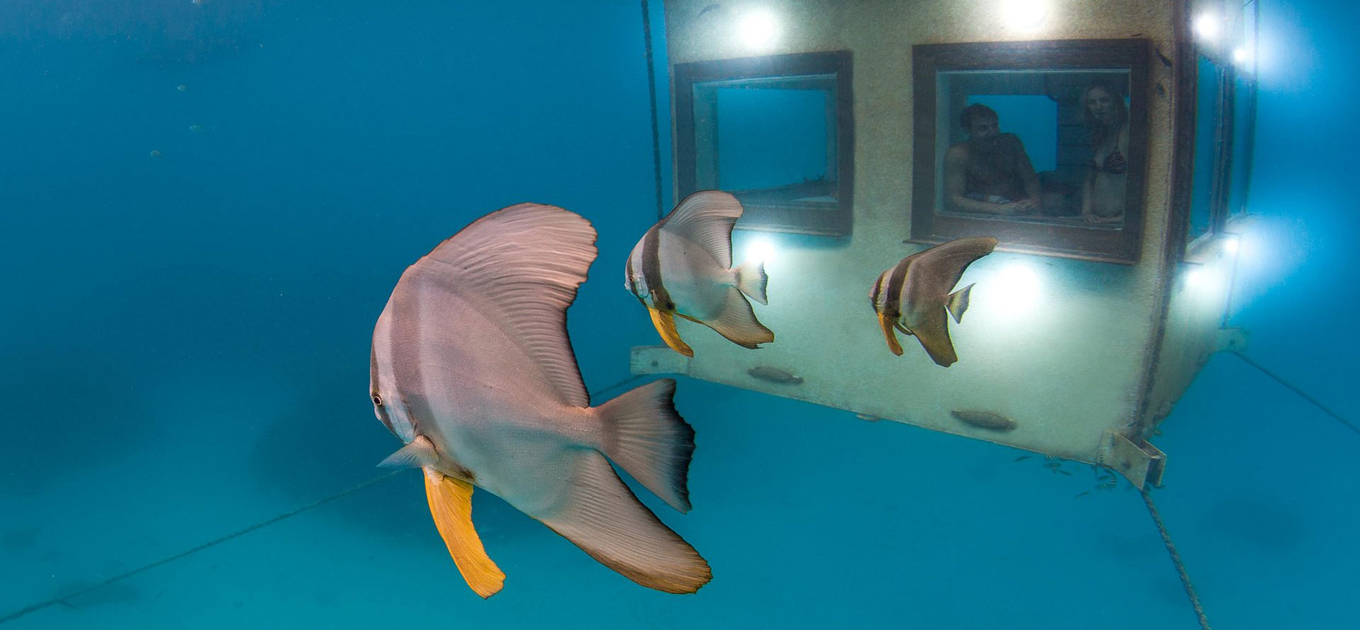 Fish in Zanzibar Underwater Hotel.