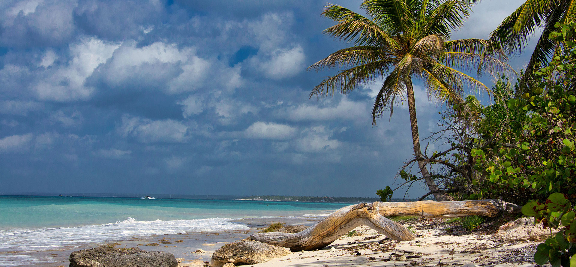 Palms on the beach in Dominican Republic.