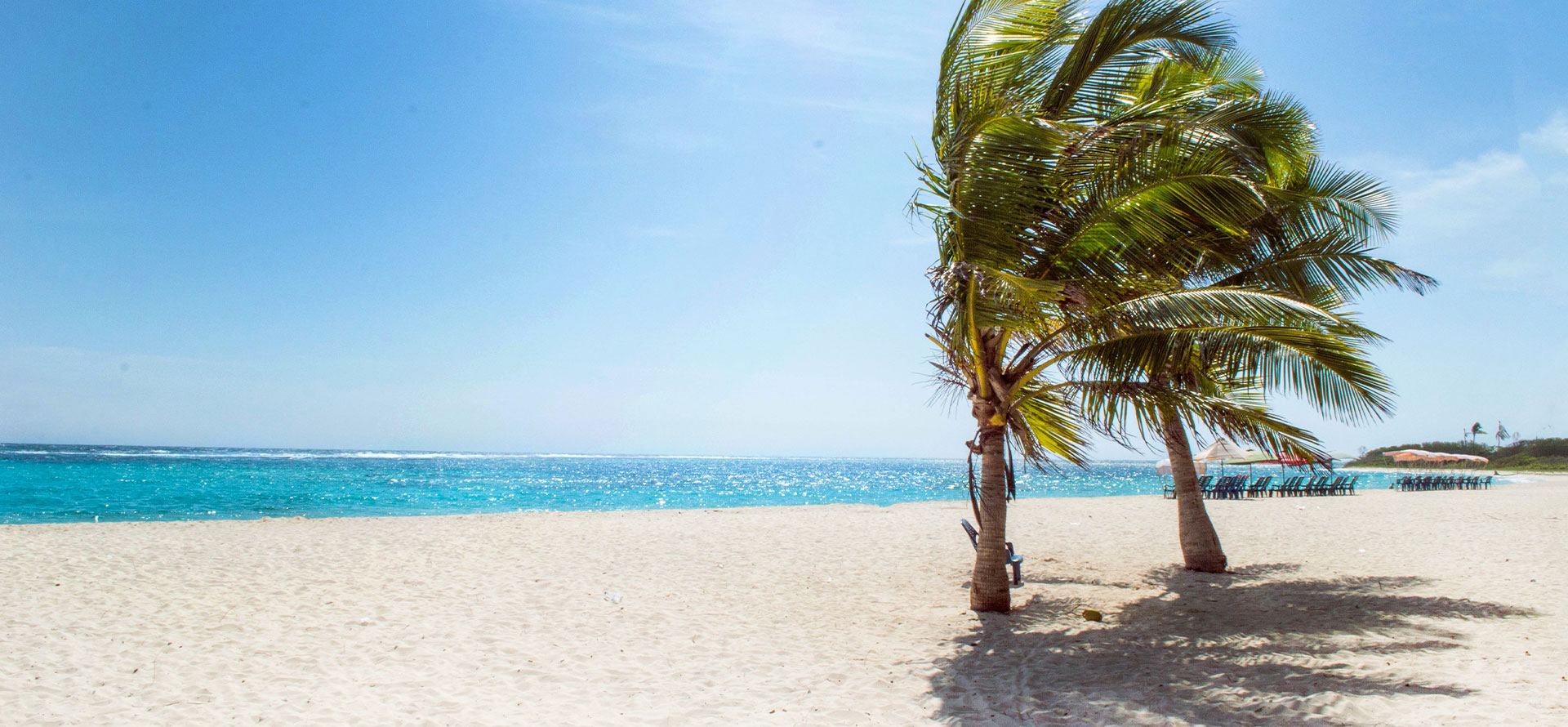 Palms on the beach in Key West.