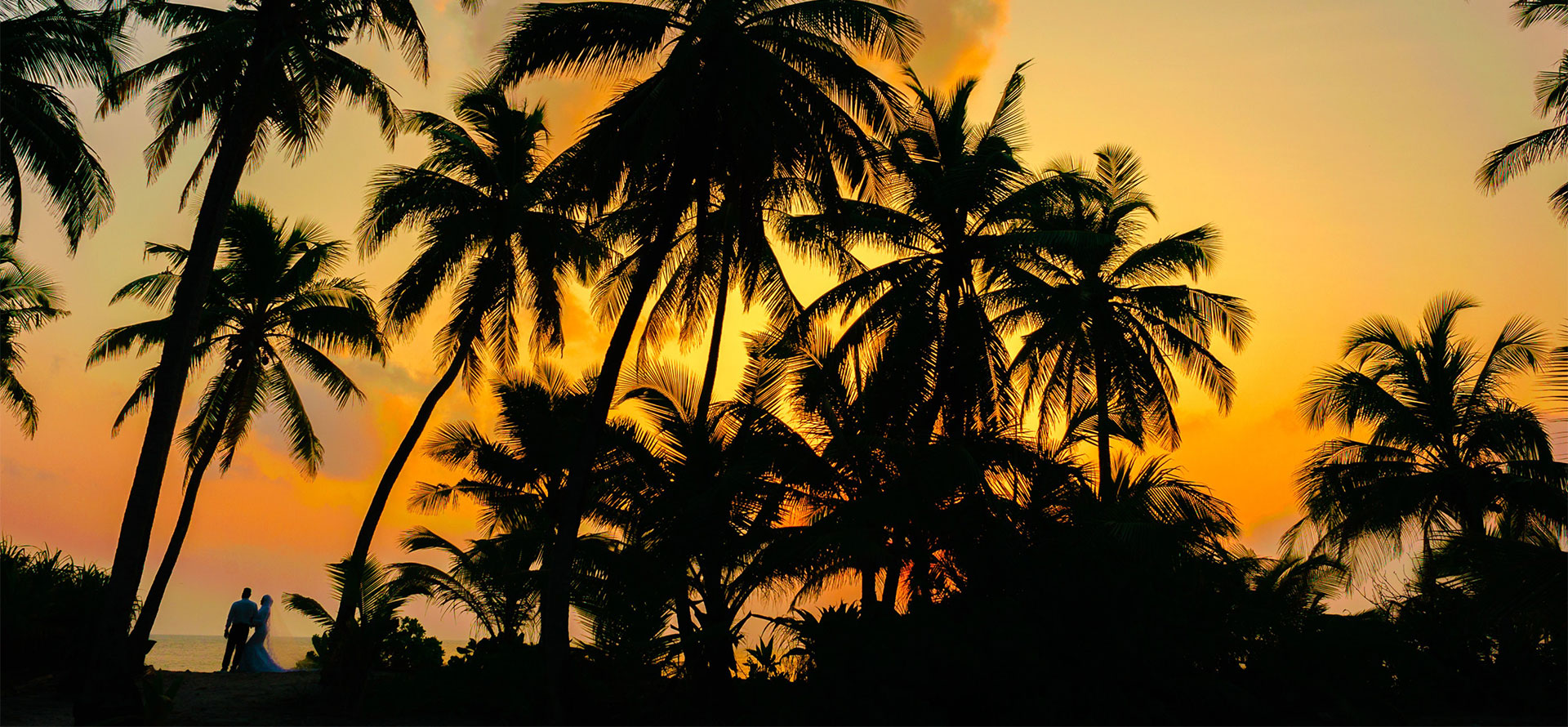 Palms on the beach in St Barts.