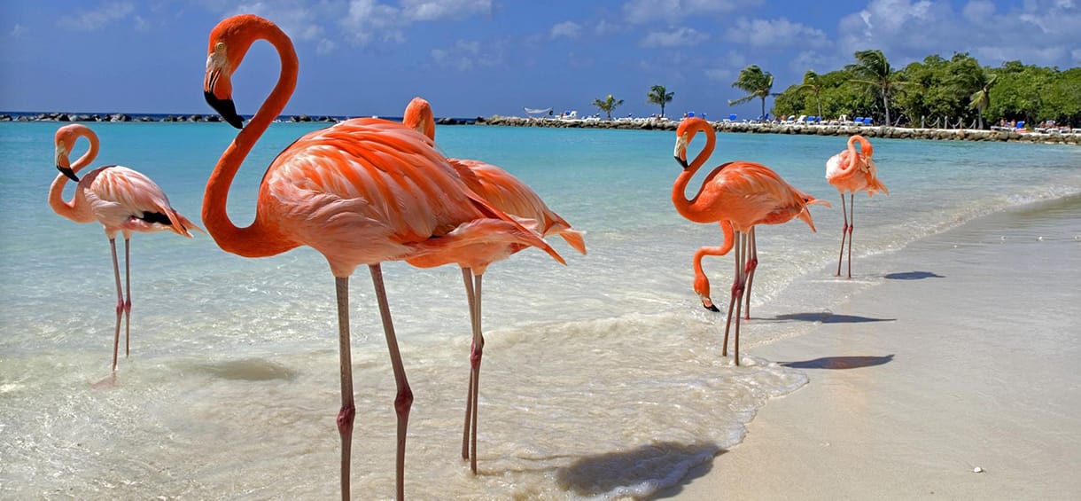 Aruba All-Inclusive Resorts flamingo.