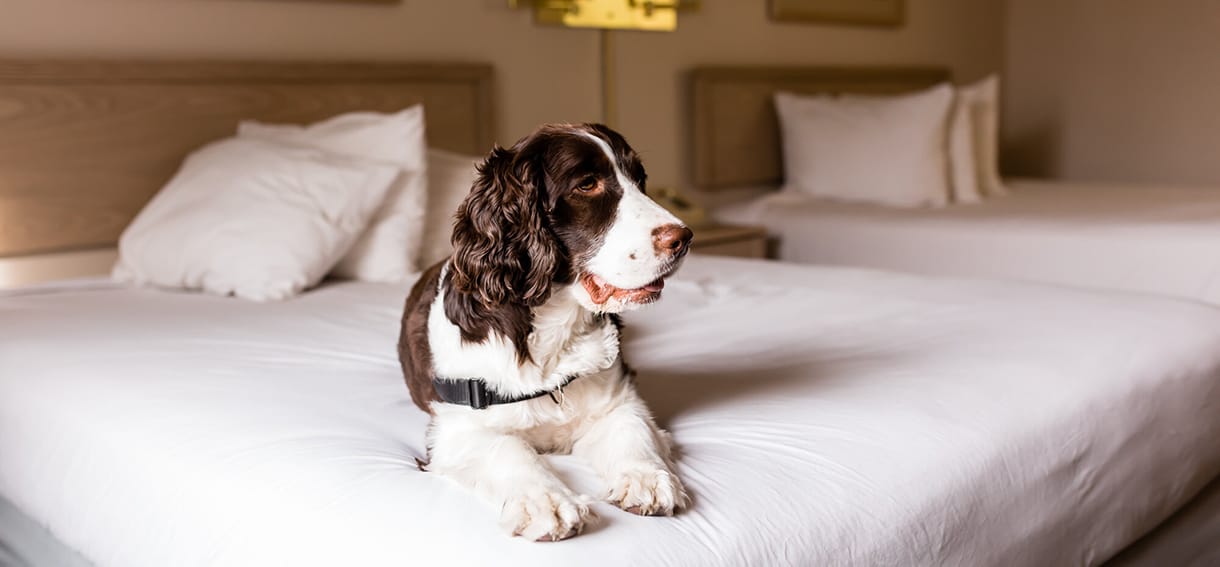 Pet Friendly Hotels in Galveston.