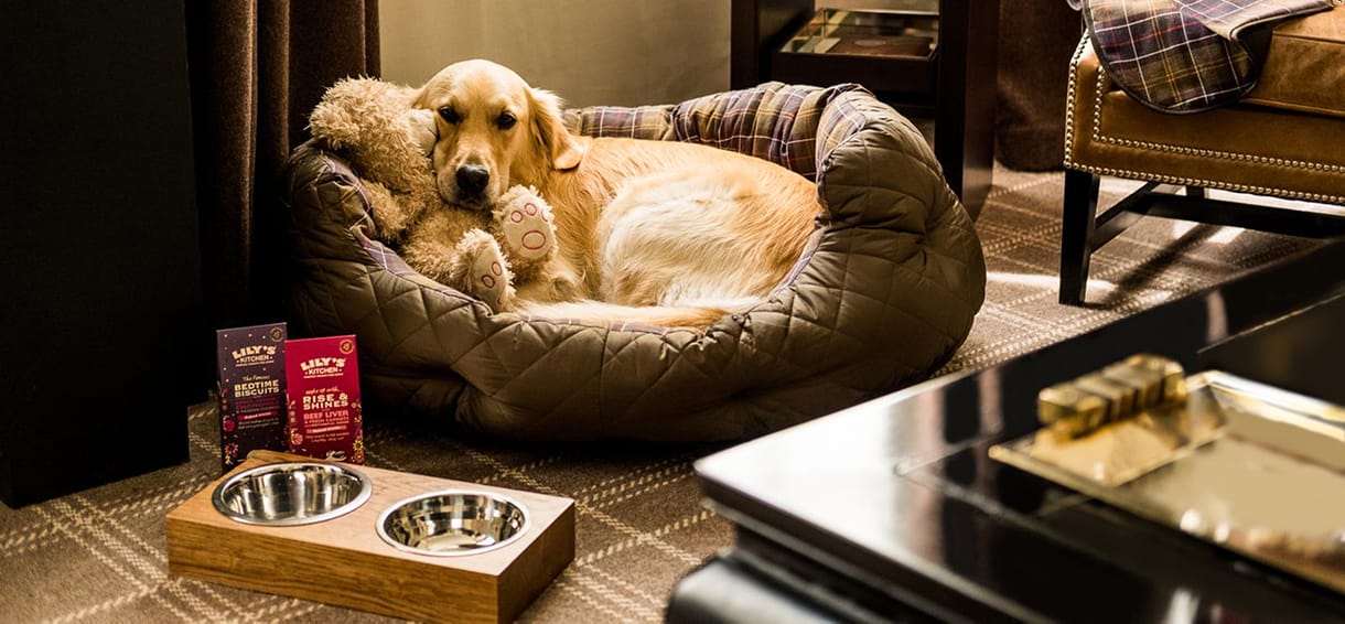 Pet Friendly Hotels in Knoxville.
