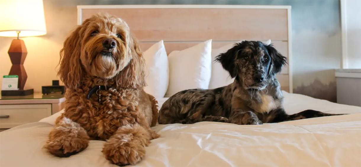 Pet Friendly Hotels in Lincoln.