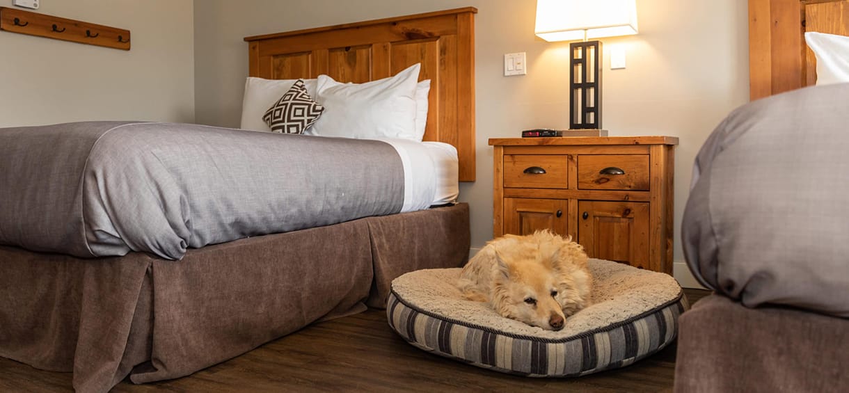 Pet Friendly Hotels in Outer Banks.