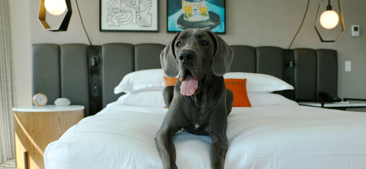 Pet Friendly Hotels in Galveston dog.