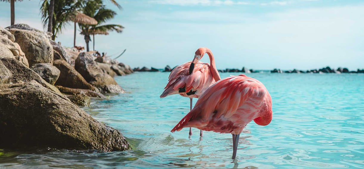 Best Resorts In Aruba flamingo.