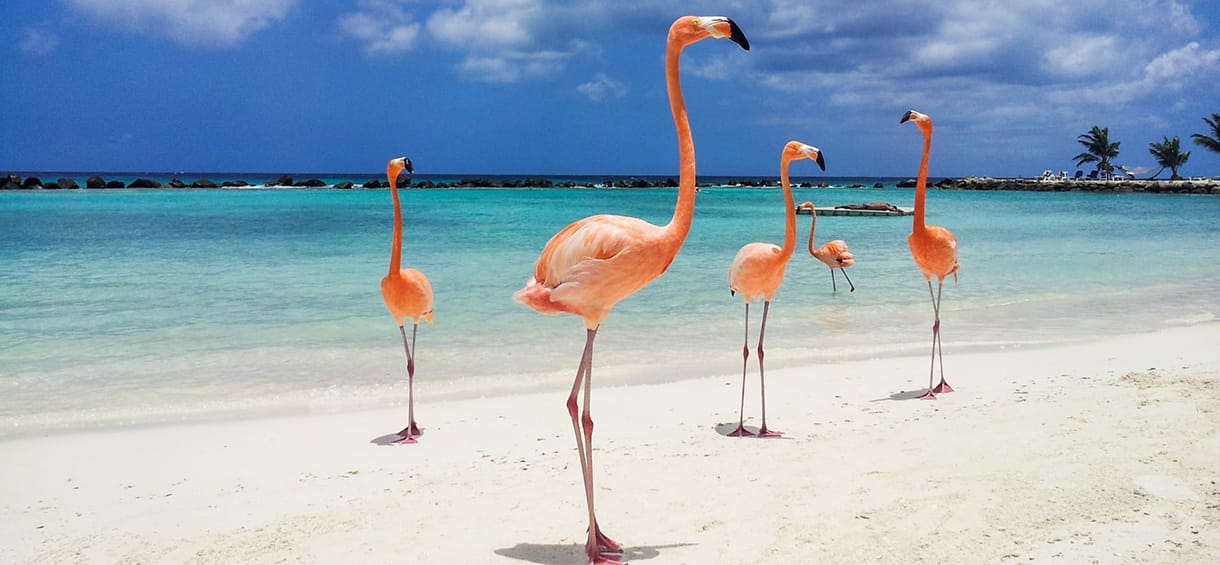 Aruba vs Curacao flamingo.