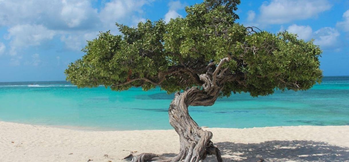 Best Resorts In Aruba tree.