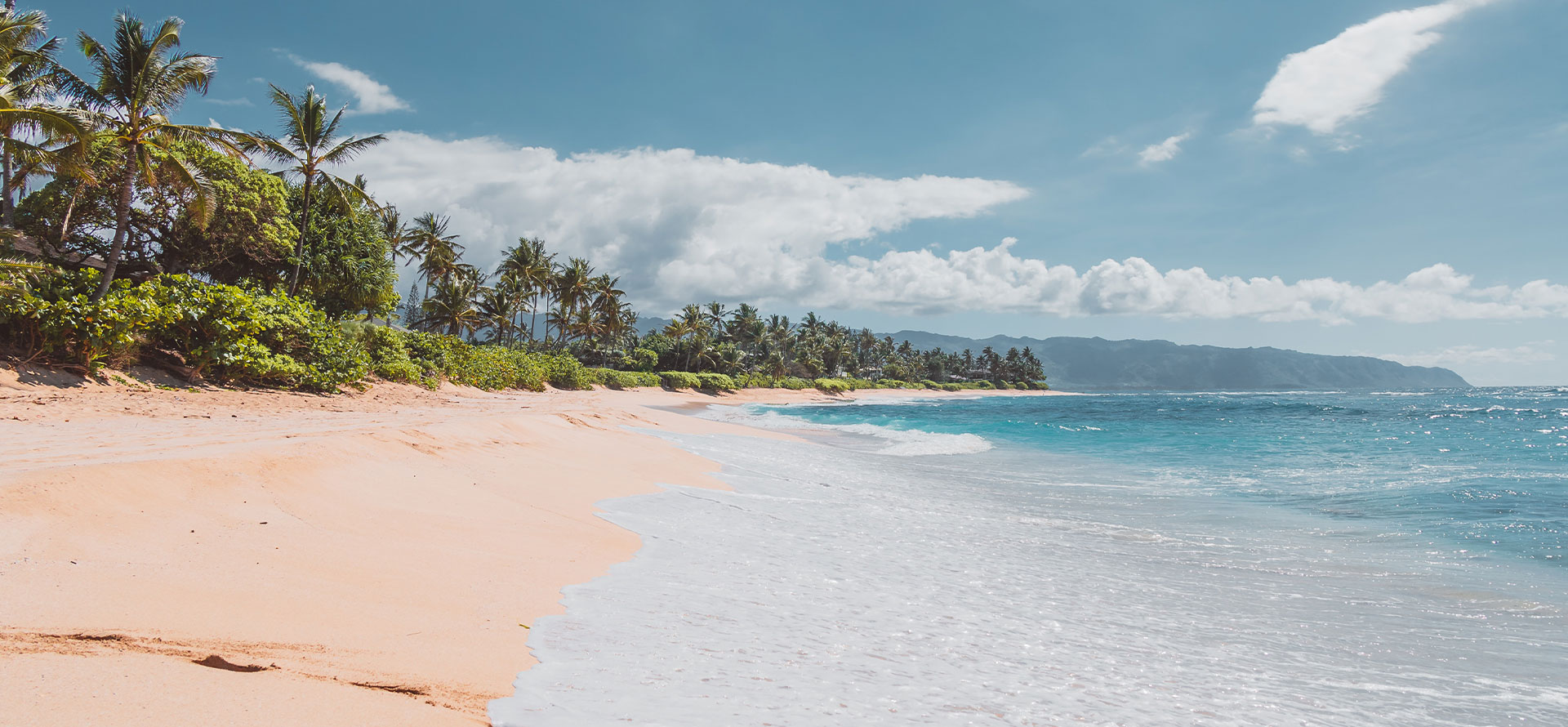 Best time to go to hawaii palmtree.